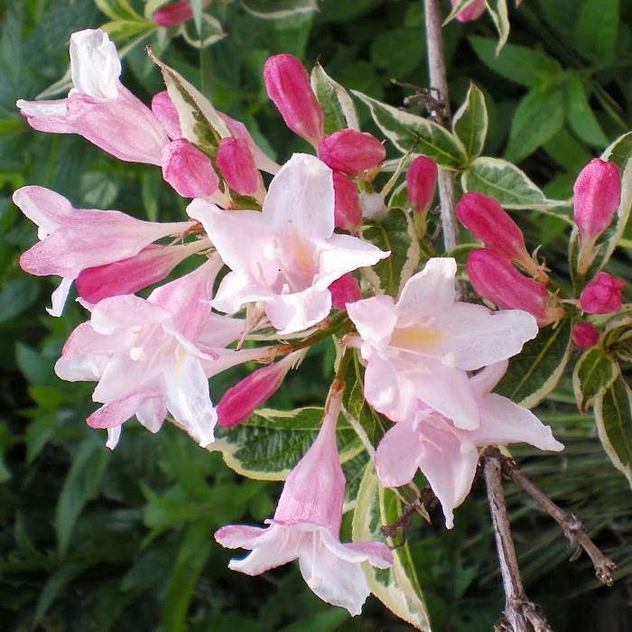 Вейгела раннецветущая 'Сплендид'