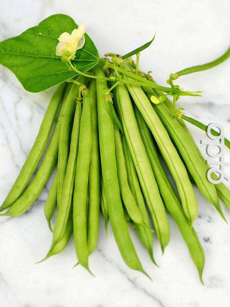 Фасоль 'Фатима'