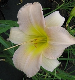 Лилейник Катерина Вудбери