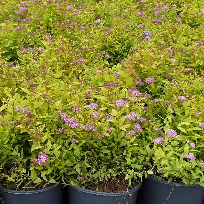 Спирея японская 'Голдмаунд'