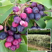 Ирга колосистая