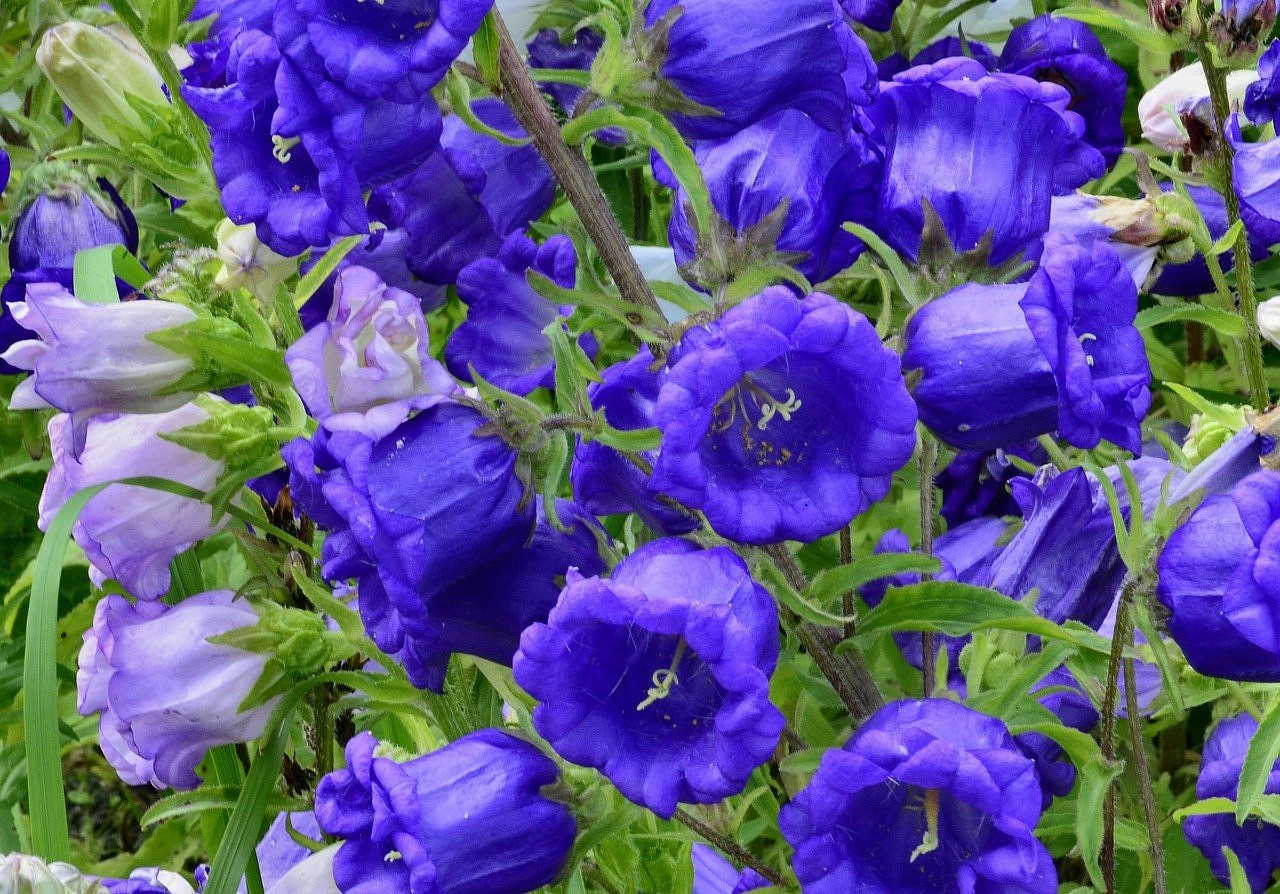 Колокольчик средний (темно-синий)