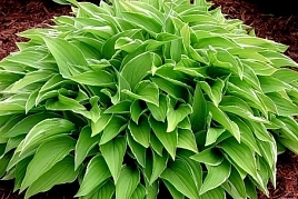 Хоста гибридная (вздутая, волнистая) 'Лемон Делайт'