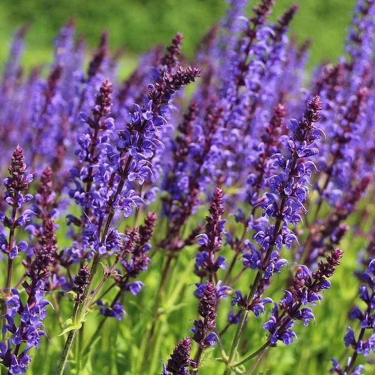 Сальвия дубравная (Шалфей) 'Майнайхт'
