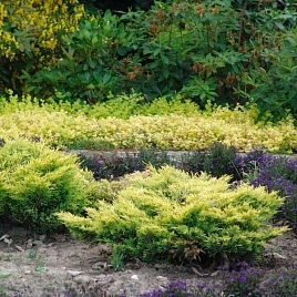 Можжевельник горизонтальный Лаймглоу (Limeglow)