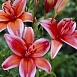 Лилия 'Электрик Ред' (карминово - красная)