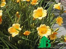 Лилейник гибридный 'Стелла де Оро'