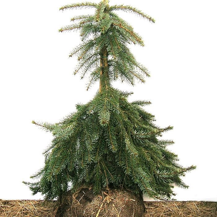 Ель сербская Пендула Брунс (Pendula Bruns)