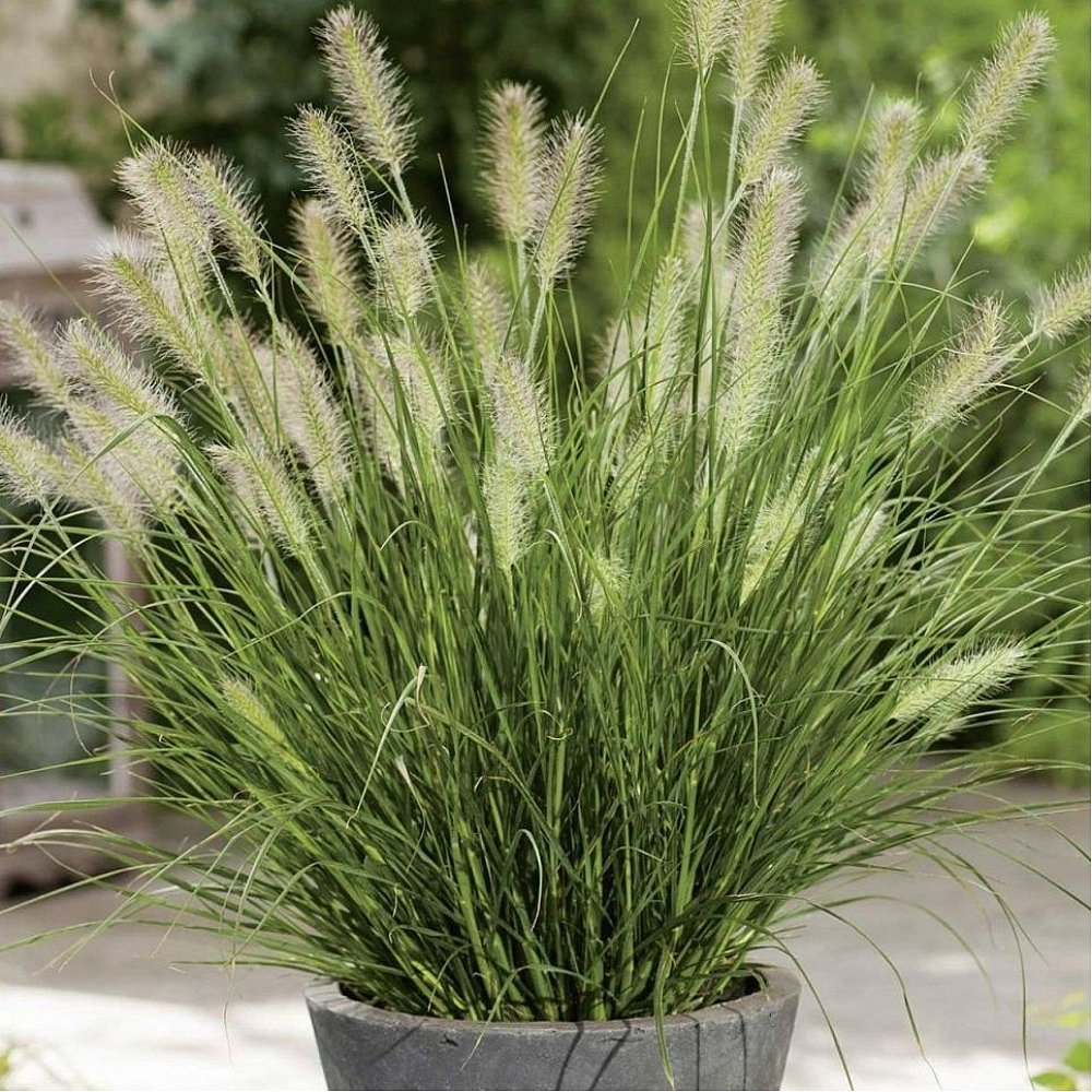 Пеннисетум лисохвостый (перистощетинник) 'Литл Хани'