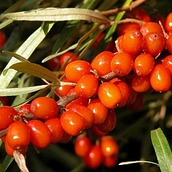 Облепиха 'Масличная'