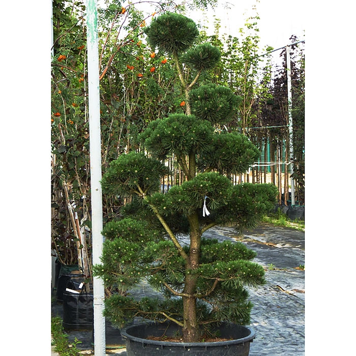 Сосна обыкновенная формованная