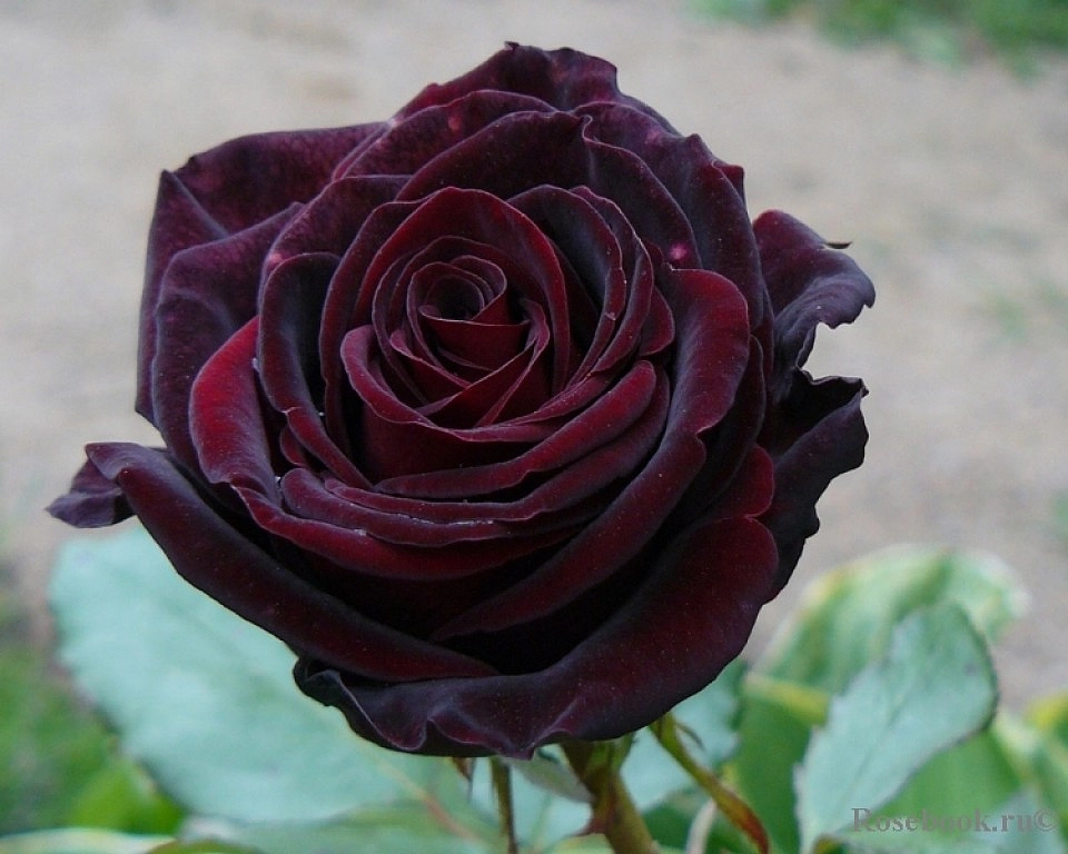 Роза 'Блек Меджик' (чайно-гибридная)