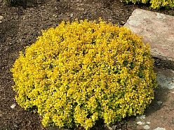 Барбарис Тунберга 'Анна'