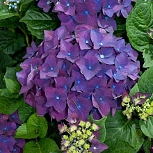 Гортензия крупнолистная 'Дип Перпл'