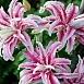 Лилия 'Меджик Стар' (махровая бело - розовая)