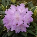 Рододендрон якушиманский 'Каролина Альбрук' (лиловый)