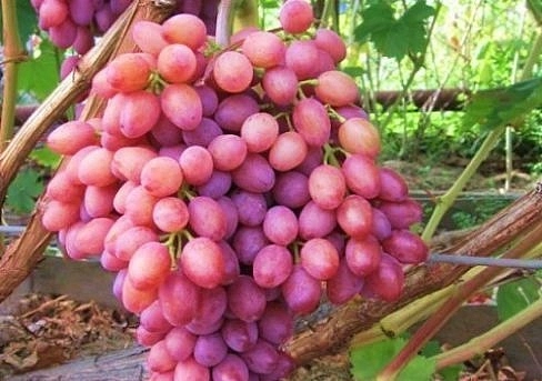 Виноград 'Виктор'