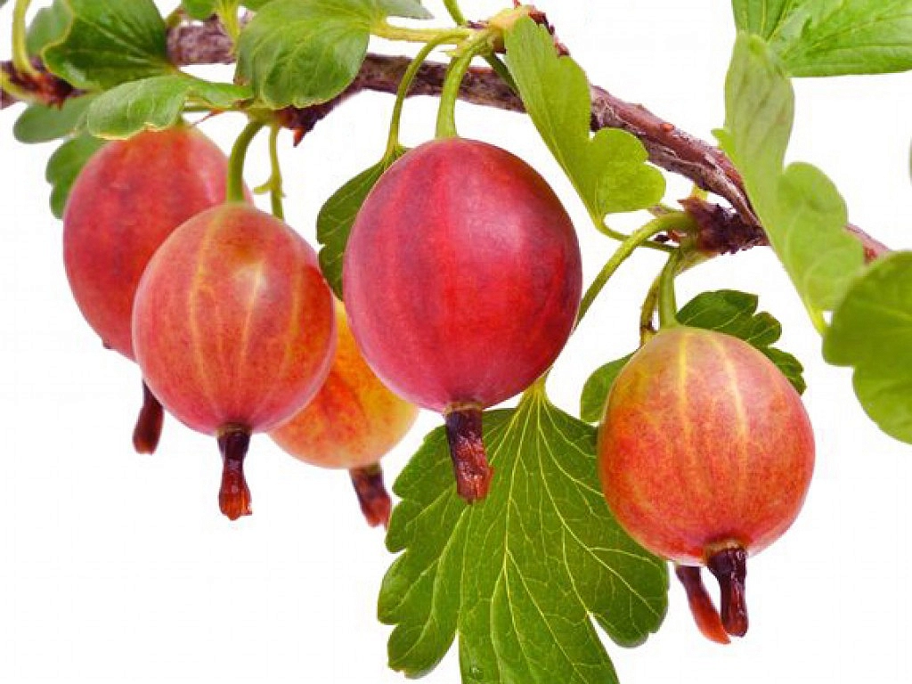 Крыжовник 'Яркий'