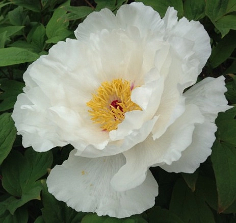 Пион молочноцветковый 'Белый Феникс'