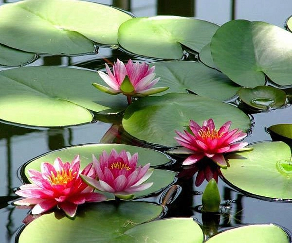 Кувшинка 'Аттрактион'