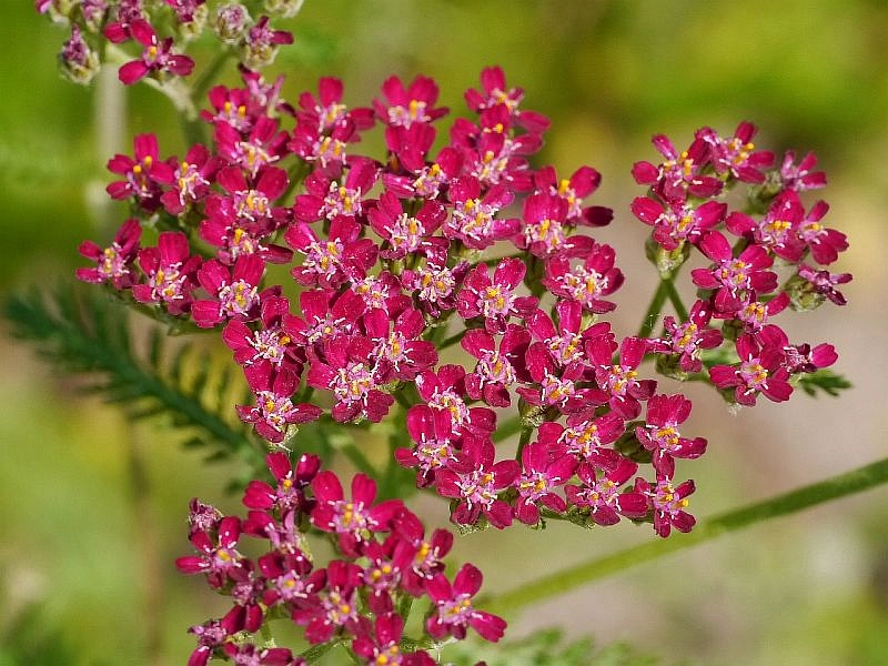 Тысячелистник обыкновенный (парковый) 'Кассис'