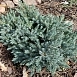 Можжевельник казацкий 'Блю Спаркл'