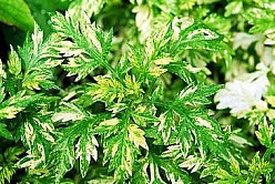 Полынь обыкновенная 'Ауреовариегата'