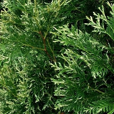 Туя западная (Спотти) 'Сильвер Смарагд'