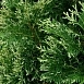 Туя западная (Спотти) 'Сильвер Смарагд'