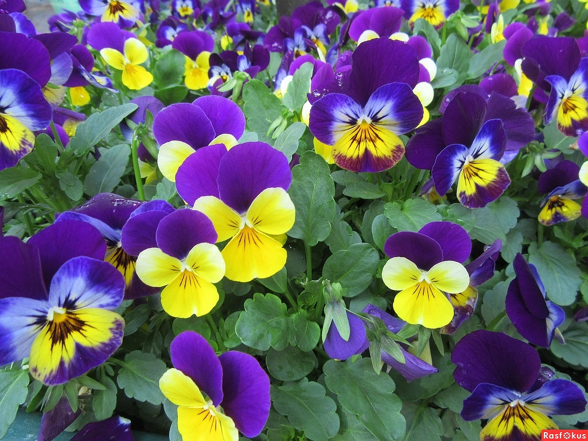 Виола рогатая 'Эдмайе Макси' (смесь)