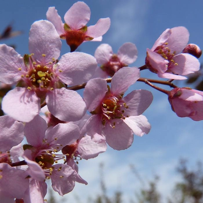 Черемуха обыкновенная 'Колората'