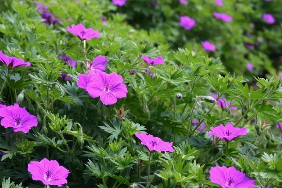 Герань кроваво-красная 'Тайни Монстер'