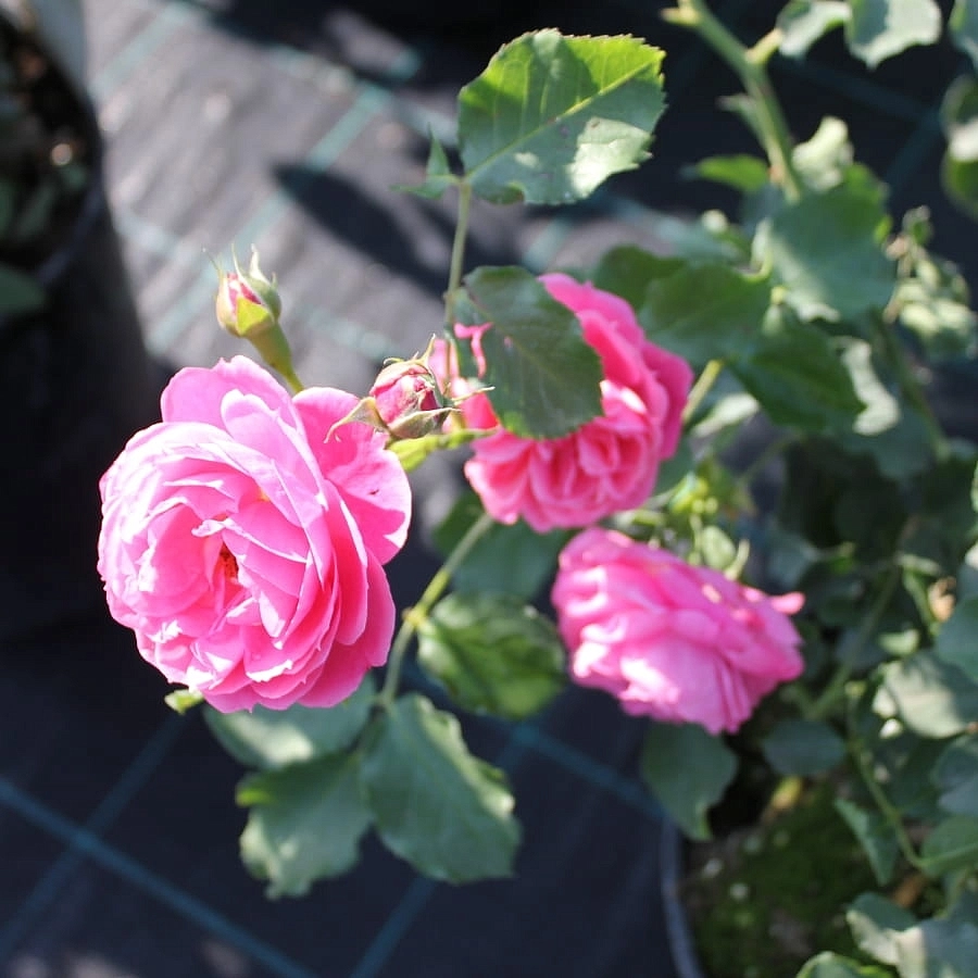 Роза 'Моин Моин' (флорибунда) (розовая)