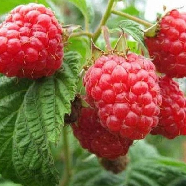 Малина 'Скромница'