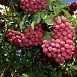 Рябина плодовая 'Гранатная'
