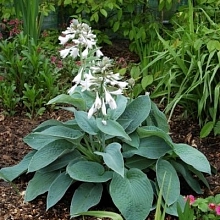 Хоста гибридная (вздутая, волнистая) 'Биг Мама'