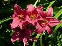 Лилейник гибридный 'Бурбон Кингс'