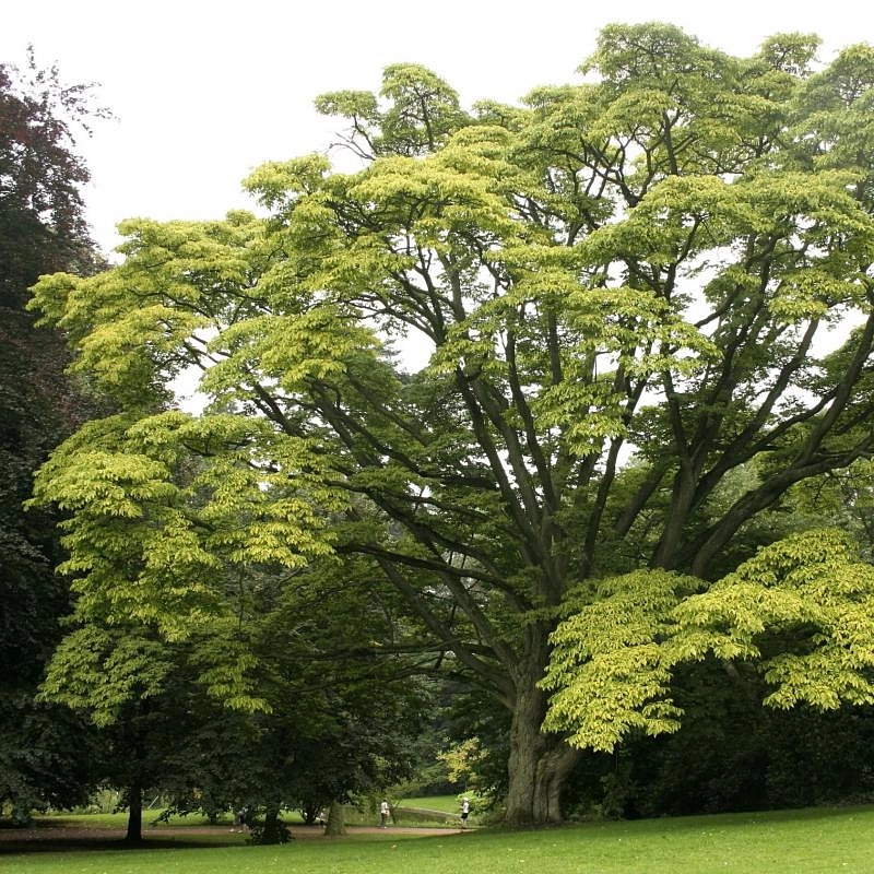 Бархат амурский