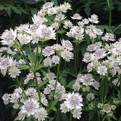 Астранция большая 'Стар оф Биллион'