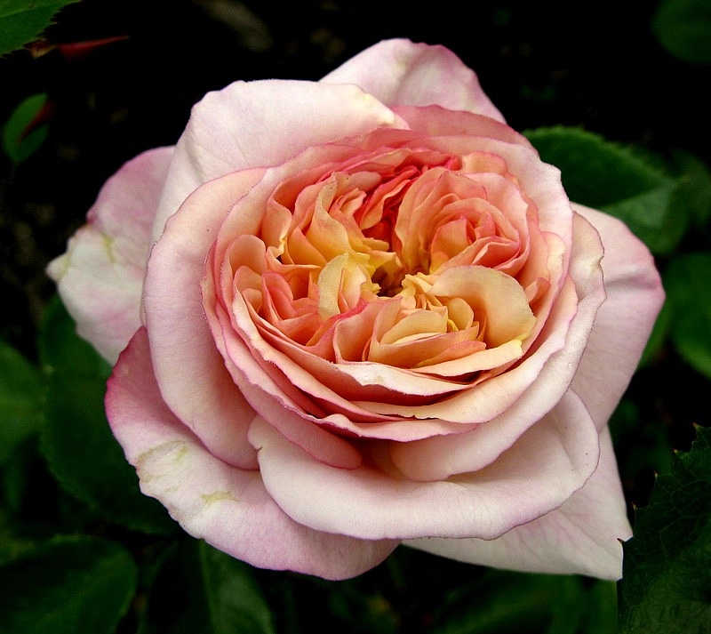 Роза 'Геркулес' (шраб) (ловандо-розовая)
