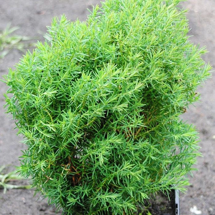 Туя западная Тедди (Teddy)