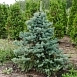 Ель колючая 'Глаука' Ель колючая 'Глаука'