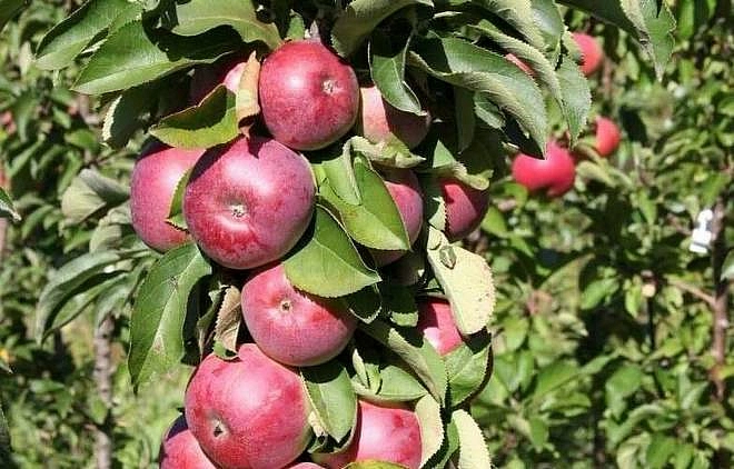 Яблоня колоновидная 'Конференция'