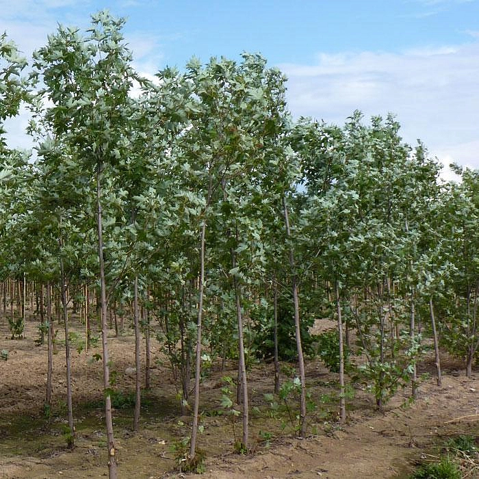 Клен сахарный (серебристый)