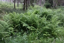 Щитовник мужской