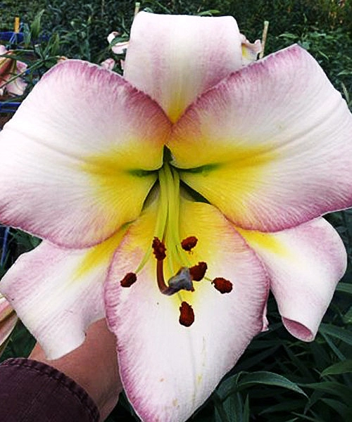 Лилия 'Бейджинг Мун' (бело - розовая)