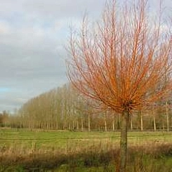 Ива белая 'Чермезина'