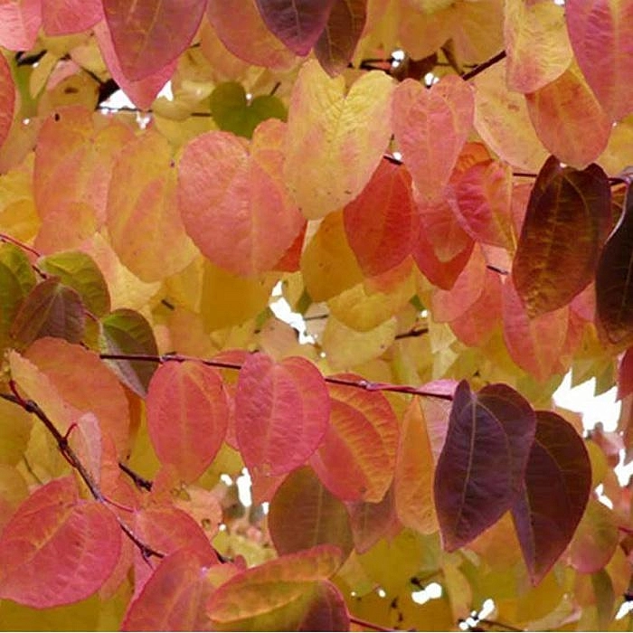 Багряник японский