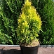 Туя западная 'Голден Смарагд'