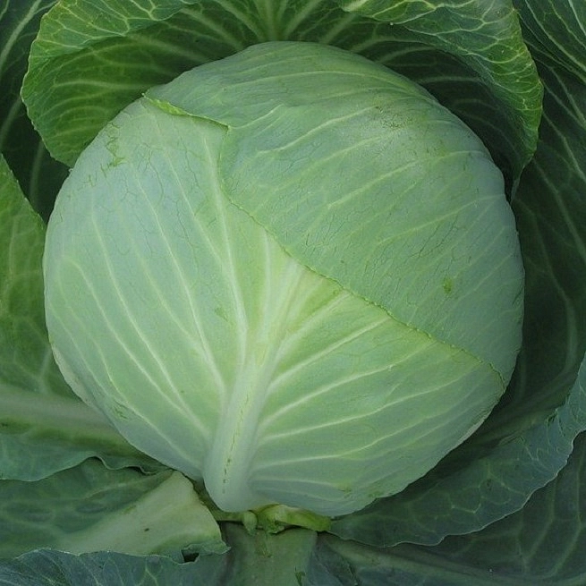 Капуста белокочанная 'Валентина'